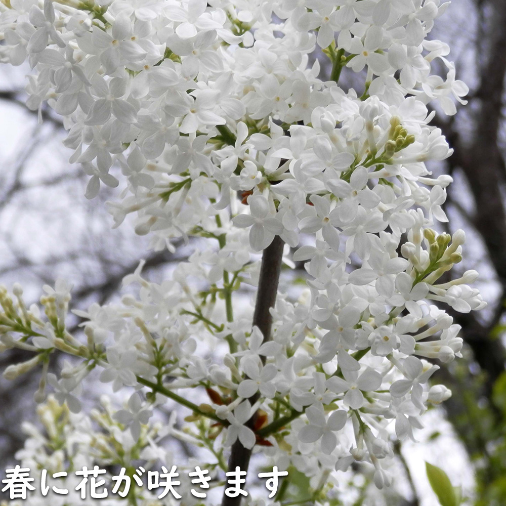 ライラック白花 1.5m 露地 苗木 : 917415 : トオヤマグリーン - 通販 - Yahoo!ショッピング