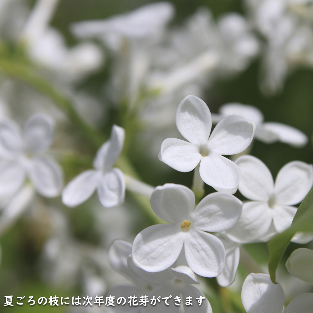 ライラック白花 1.5m 露地 2本 苗木 : トオヤマグリーン - 通販