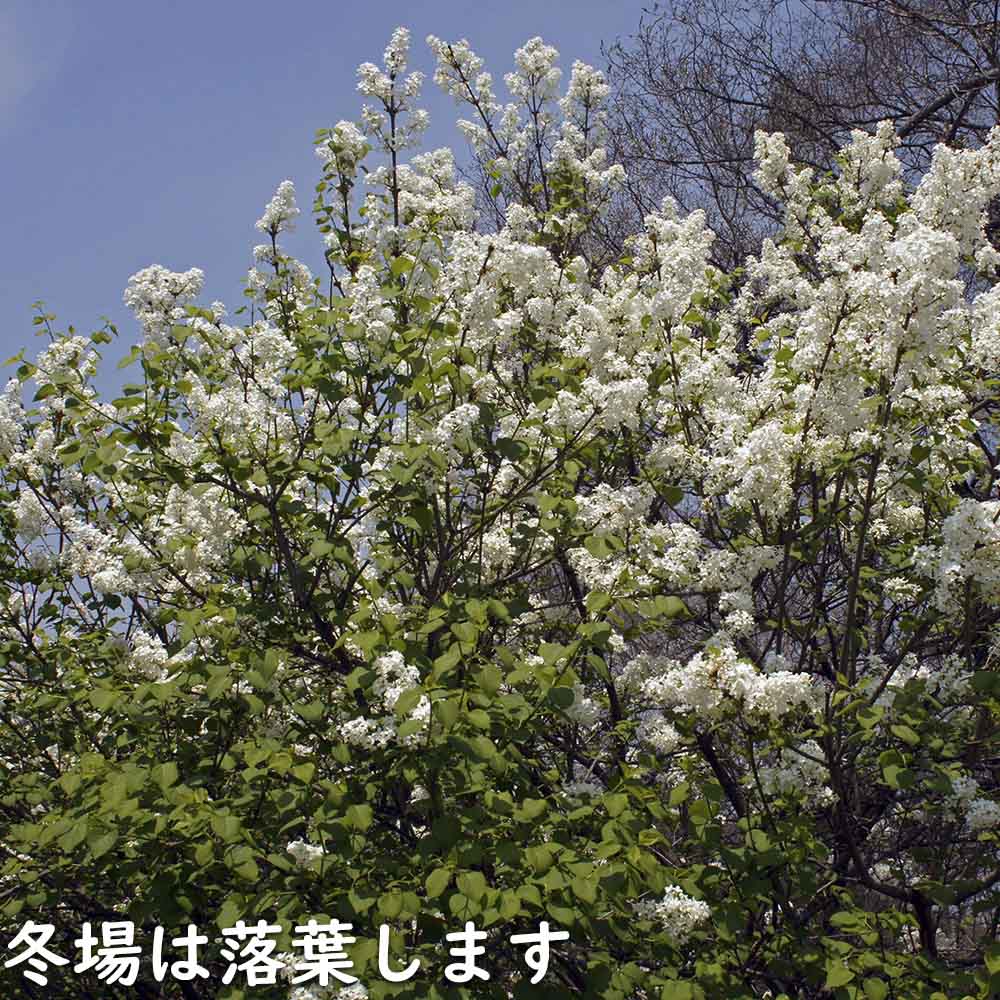 ライラック白花 1.5m 露地 2本 苗木 : トオヤマグリーン - 通販