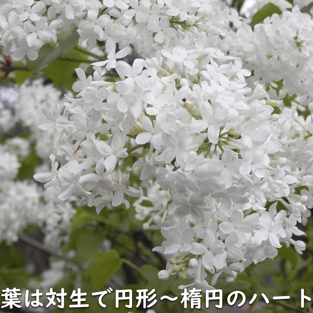 ライラック白花 1.5m 露地 2本 苗木 : トオヤマグリーン - 通販