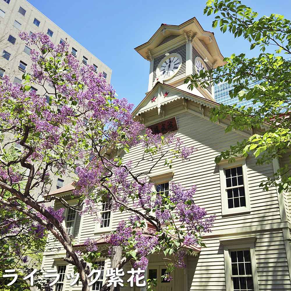 ライラック紫花 2m 露地 苗木 : トオヤマグリーン - 通販 ライラック紫花 2m 露地 苗木 : トオヤマグリーン - 通販
