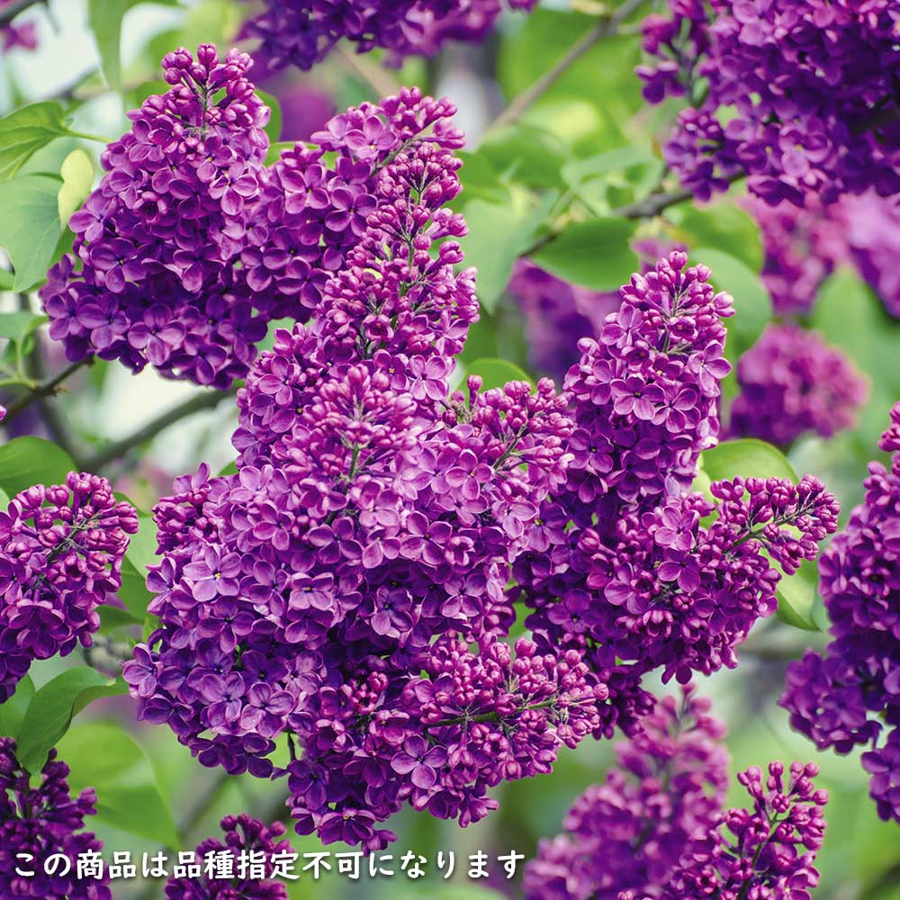 ライラック紫花 1.5m 露地 苗木