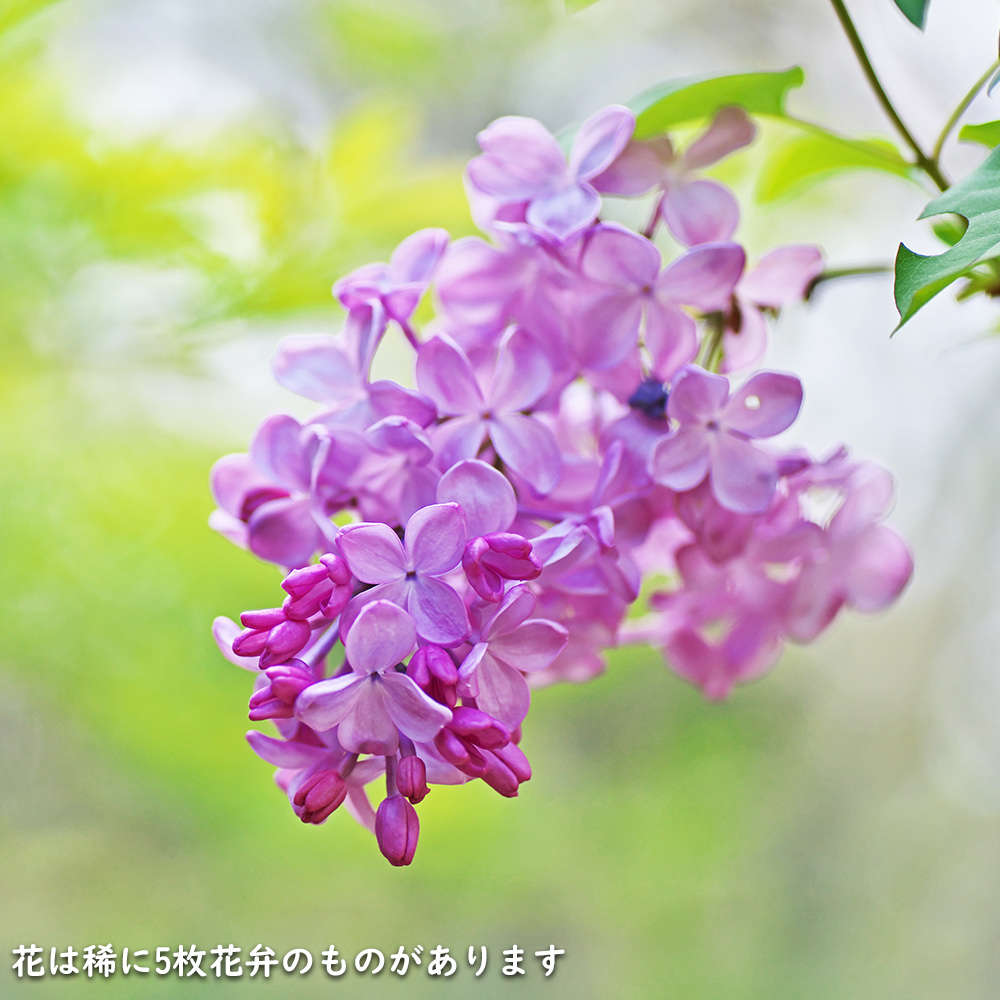 ライラック紫花 2m 露地 2本 苗木 : トオヤマグリーン - 通販 - Yahoo