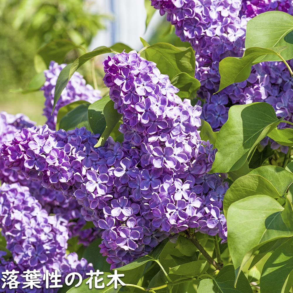 ライラック紫花 2m 露地 2本 苗木 花 | east-wind.jp