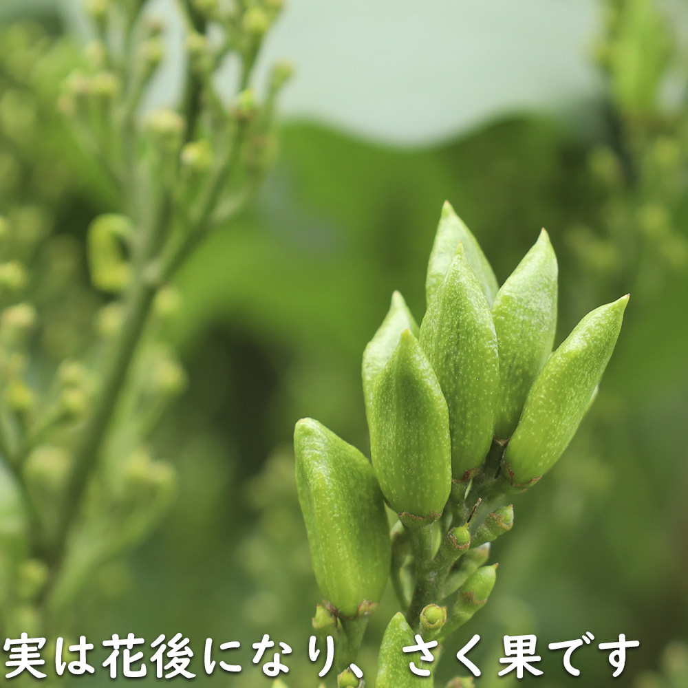 ライラック紫花 2m 露地 苗木 : トオヤマグリーン - 通販 - Yahoo