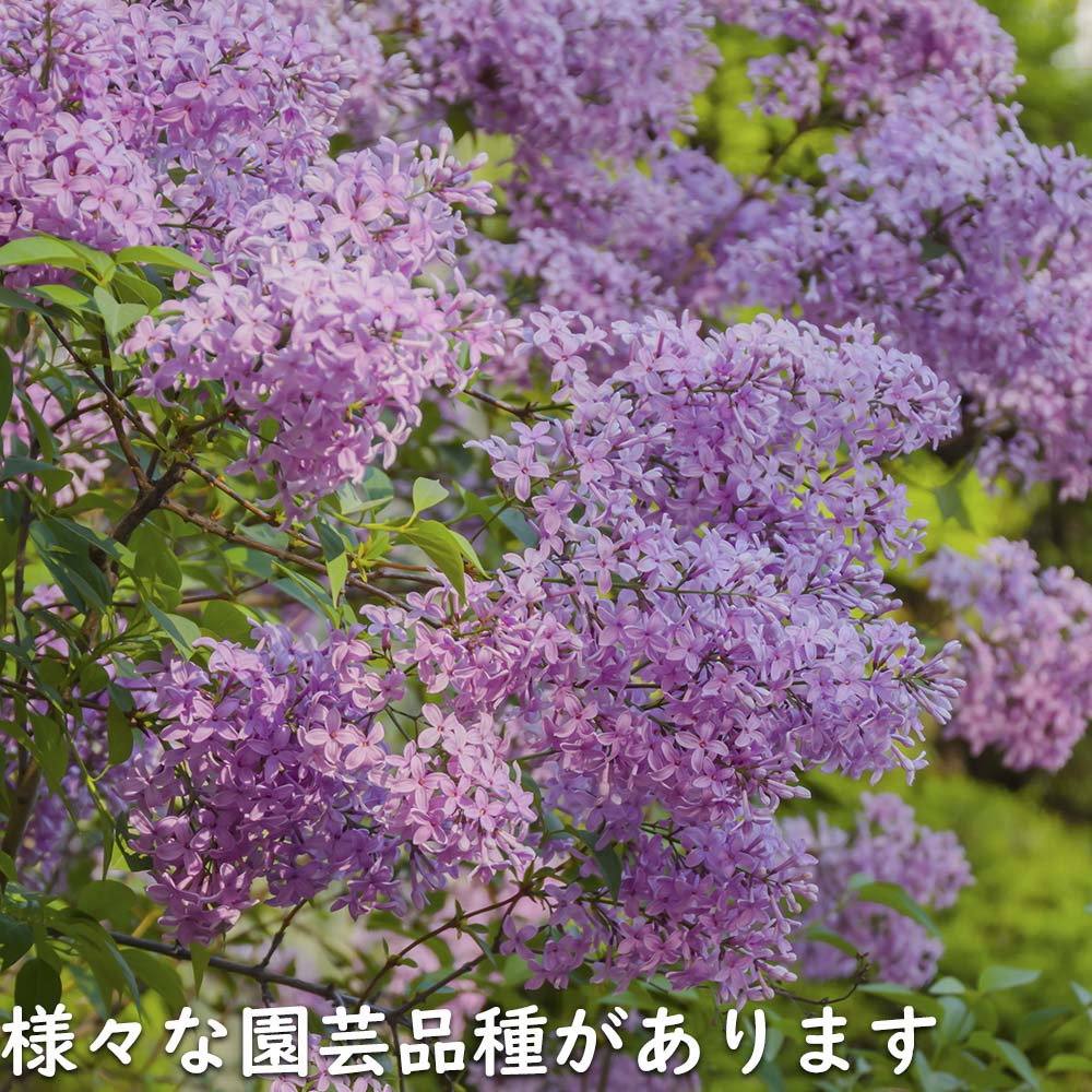 ライラック紫花 1.5m 露地 苗木 : トオヤマグリーン - 通販