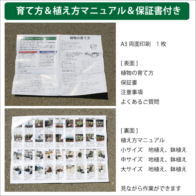 (新品,未開封) エゴノキ ピンクチャイム 単木 2.3m 露地 2本 苗木 【CEG7474951037】 (27324円)