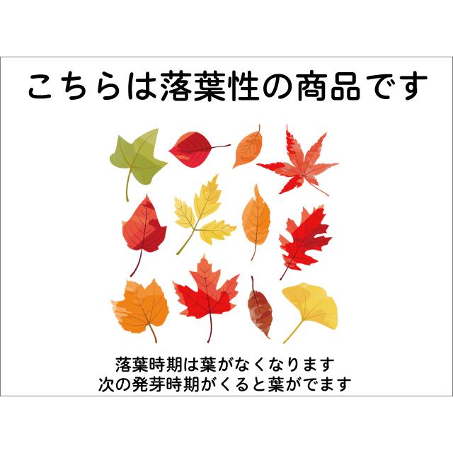 ナワシログミ トゲナシ 0.3m 15cmポット 苗｜green-netbox｜06