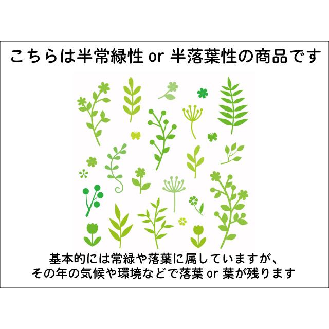 ビヨウヤナギ 0.3m 15cmポット 10個 苗 WSO2465220757