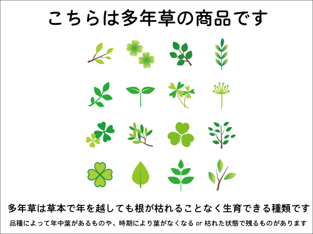 ホワイトピーチベリー 9cmポット 苗 関連画像4