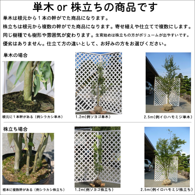 シナノキ 単木 0.5m 露地 苗 落葉樹 | elasticavirtual.com
