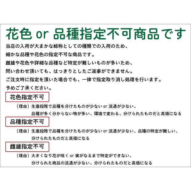 (新品,未開封) グレビレア(品種指定不可) 1m 露地 苗 【1529734881】 (10010円)