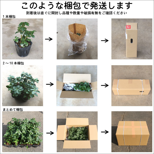 【新商品】 ハス 昭君願影(白桃 中型八重) 24cmポット 2個 苗 【U2185248967】 (14300円)