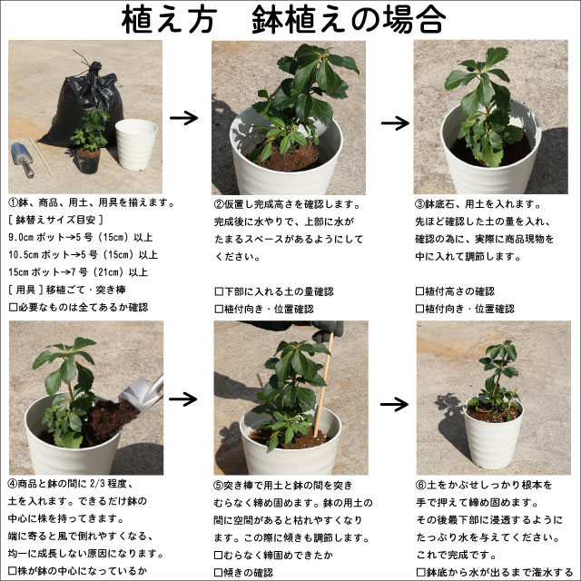 【新商品】 ハス 昭君願影(白桃 中型八重) 24cmポット 2個 苗 【U2185248967】 (14300円)