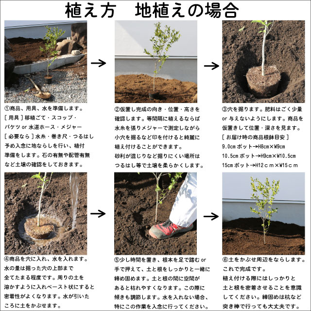 オンライン販促品 ヒメシャラ 株立ち 1.5m 露地 苗木 植木、庭木