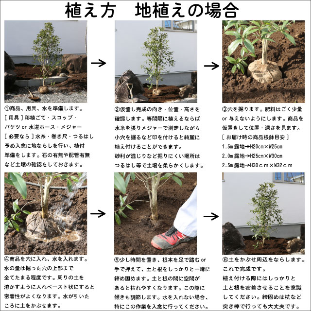 ハナミズキ 白花 株立ち 2.5m 露地 苗木 : 650775 : トオヤマグリーン