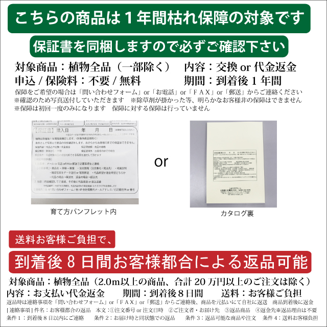 (新品,未開封) エゴノキ ピンクチャイム 単木 2.3m 露地 2本 苗木 【CEG7474951037】 (27324円)