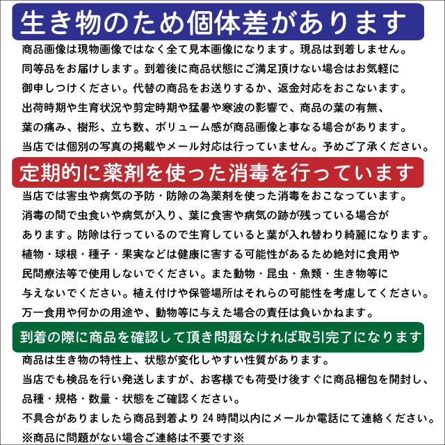 (新品,未開封) エゴノキ ピンクチャイム 単木 2.3m 露地 2本 苗木 【CEG7474951037】 (27324円)