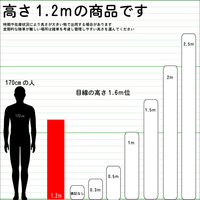 カクレミノ 1.2m 露地 2本 苗