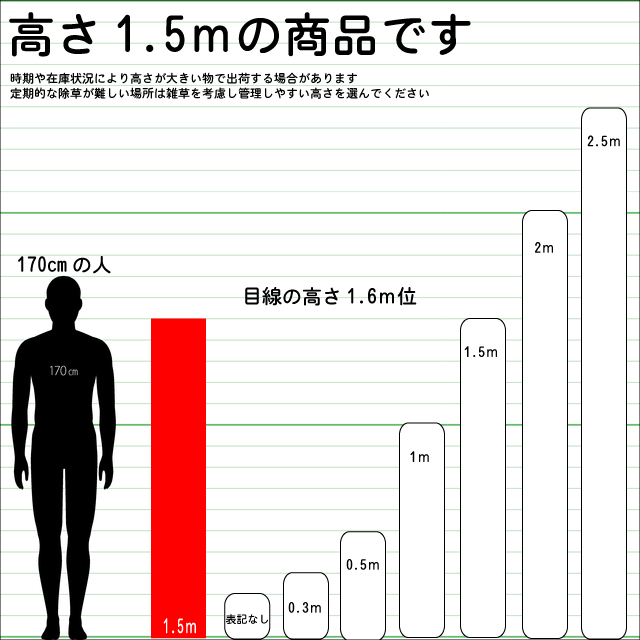 ナゴヤラカンマキ 1.5m 露地 3本 苗木