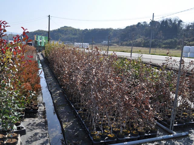 トオヤマグリーン 実店舗紹介 熊本で植木・果樹の販売 - トオヤマ