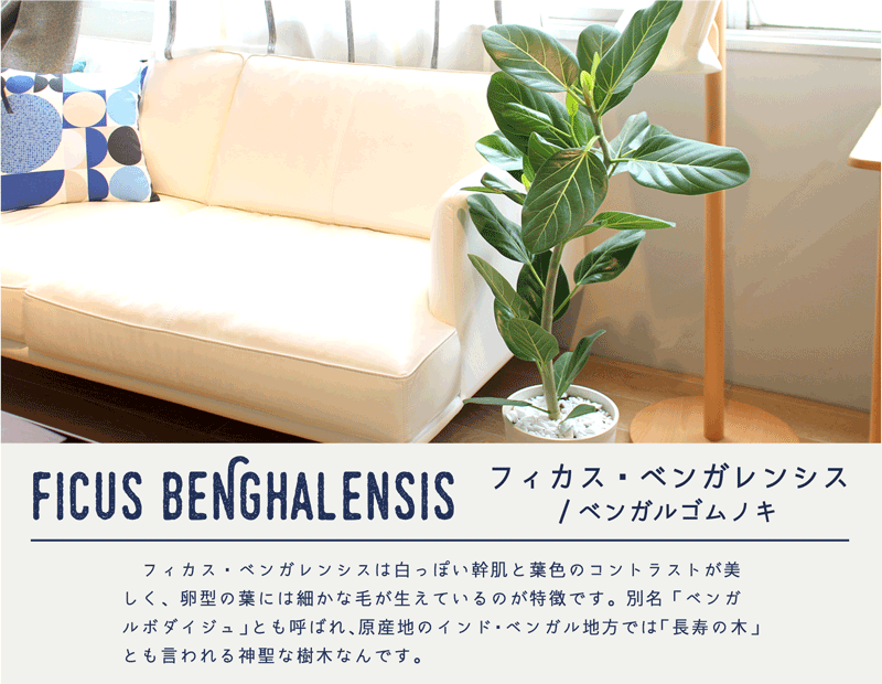 花のアリマツ Yahoo 店 ベンガレンシス 観葉植物 Yahoo ショッピング