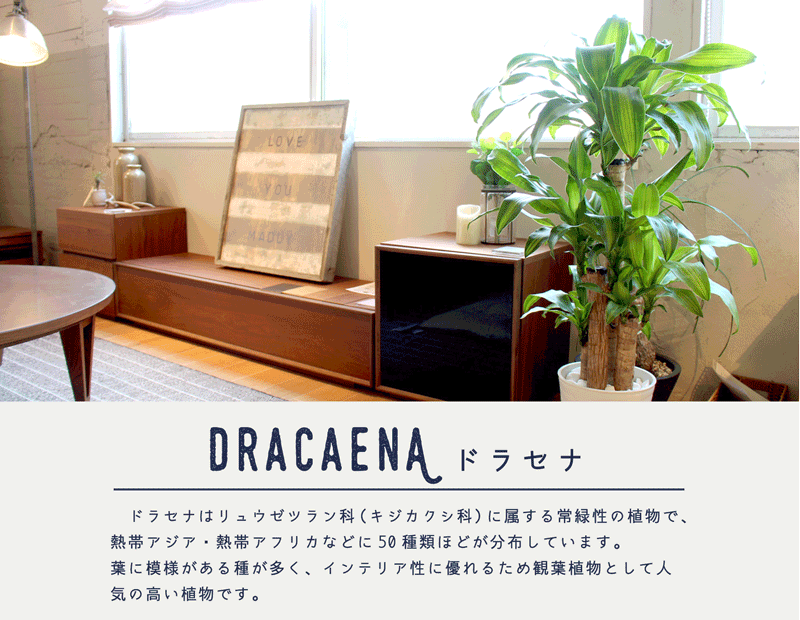 花のアリマツ Yahoo 店 ドラセナ 観葉植物 Yahoo ショッピング
