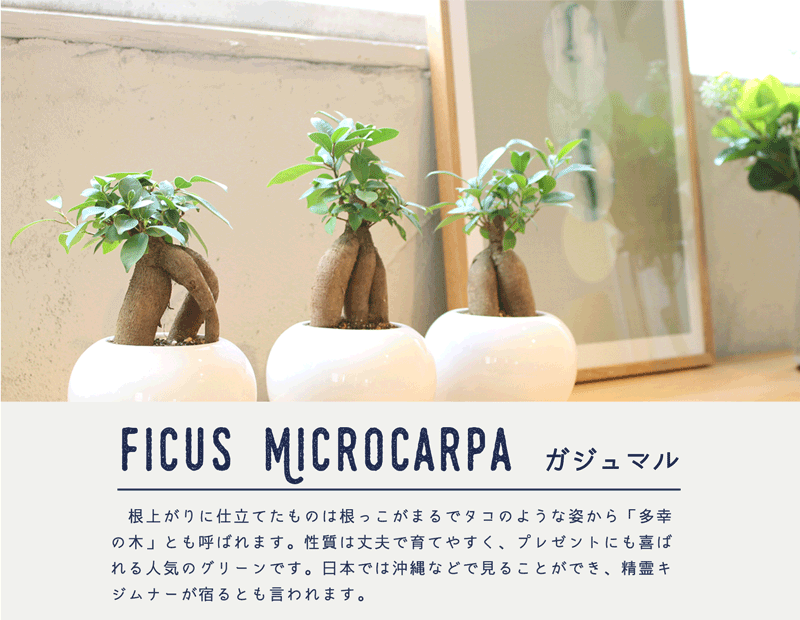 花のアリマツ Yahoo 店 ガジュマル 観葉植物 Yahoo ショッピング