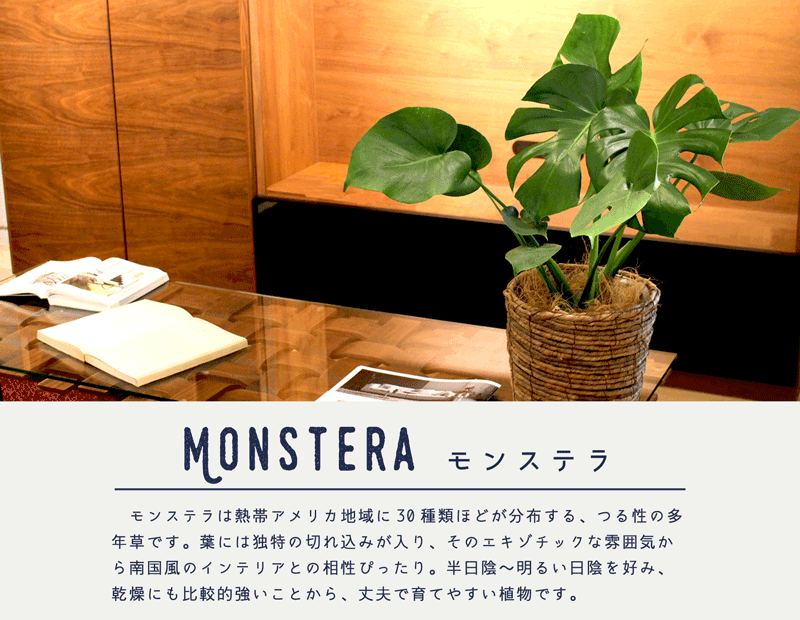花のアリマツ Yahoo 店 モンステラ 観葉植物 Yahoo ショッピング