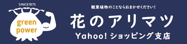 花のアリマツ Yahoo 店 Yahoo ショッピング