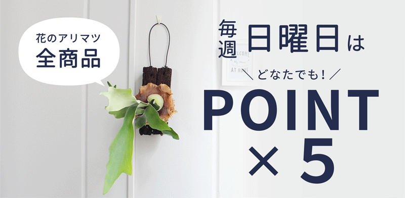 花のアリマツ Yahoo 店 Yahoo ショッピング