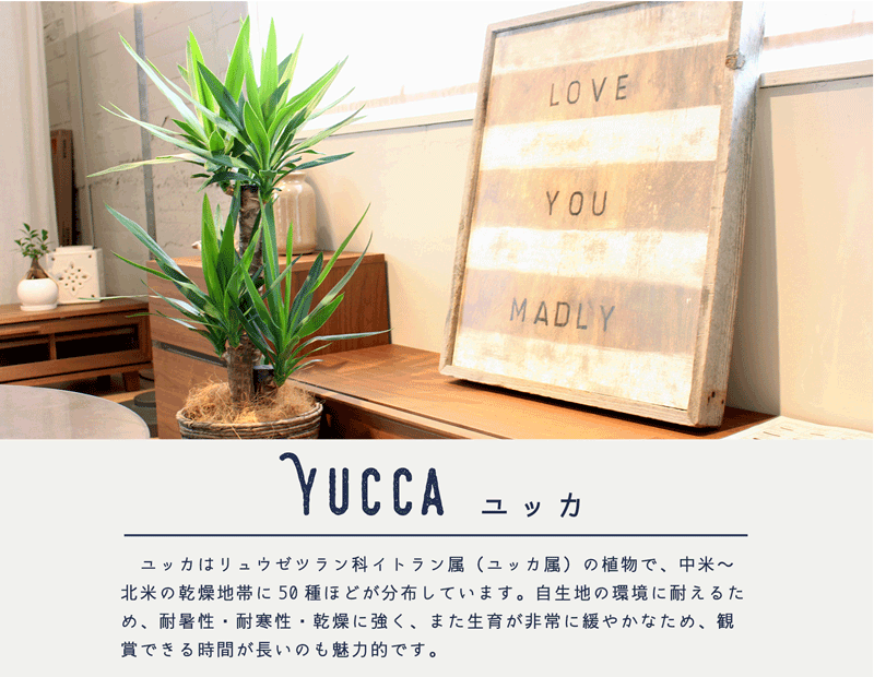 花のアリマツ Yahoo 店 ユッカ 観葉植物 Yahoo ショッピング