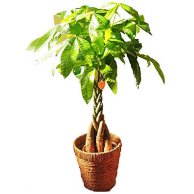 観葉植物向け