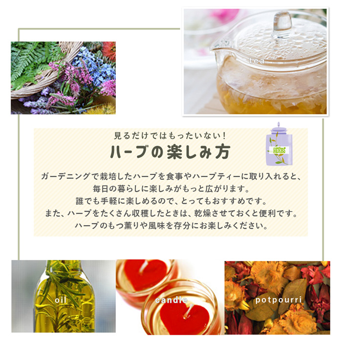 マットプランツ04