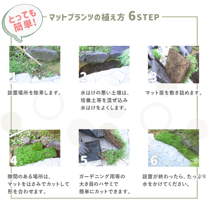 マットプランツ05