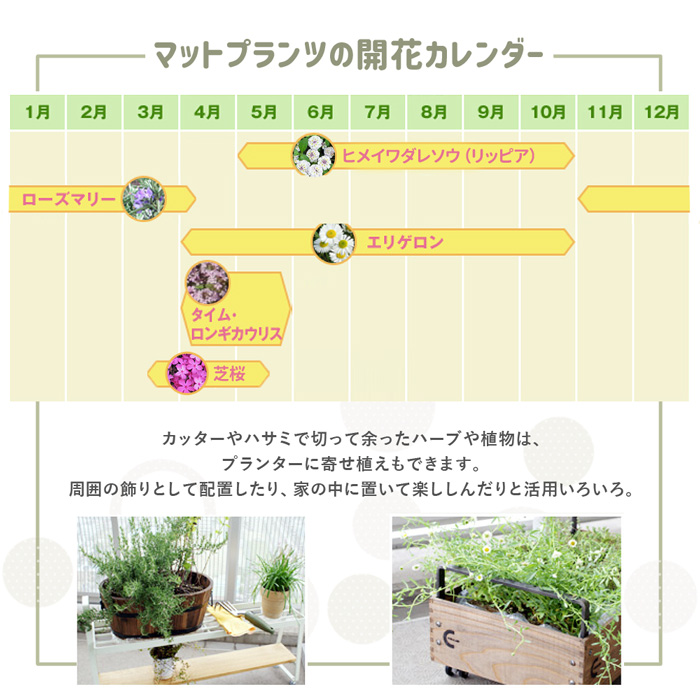 マットプランツ06
