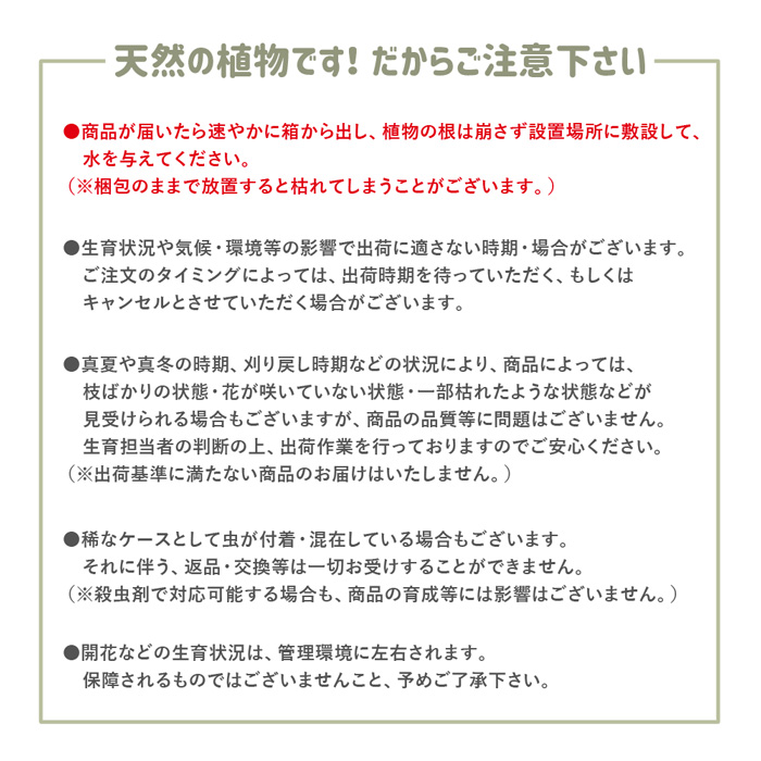 マットプランツ07
