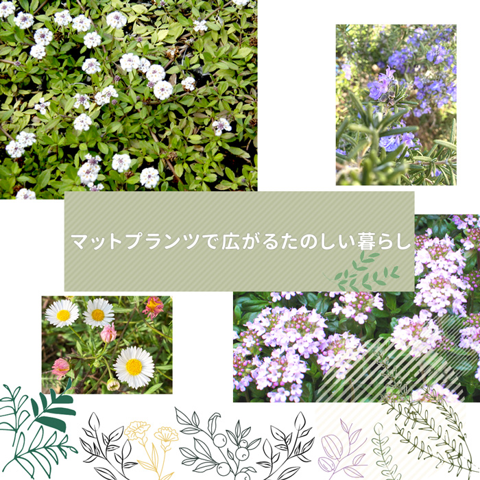 マットプランツ09