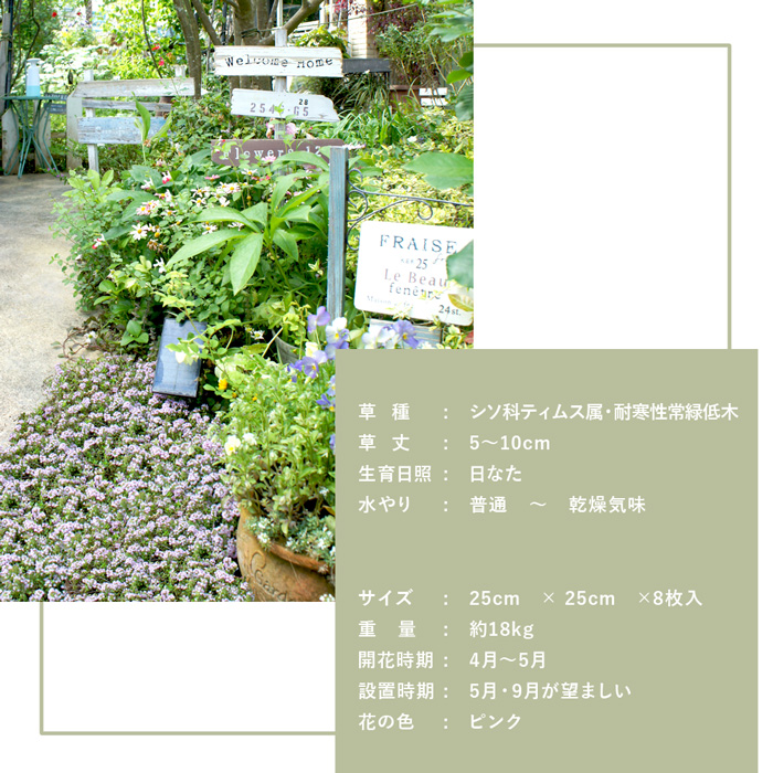タイムロンギカウリス02