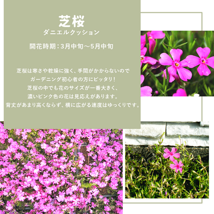 クーポン付 【8枚/約0.5平米】マット 芝桜 ダニエルクッション 25cm