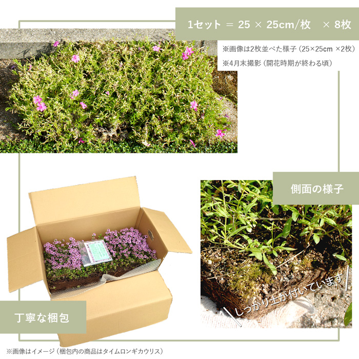 クーポン付 【8枚/約0.5平米】マット 芝桜 ダニエルクッション 25cm