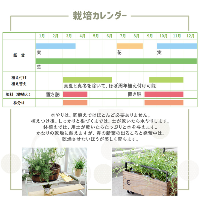 クーポン付 【8枚/約0.5平米】マット リュウノヒゲ 25cm×25cm 植物 花 マットプランツ グランドカバー 植栽 マット ジャノヒゲ 竜の髭  【P変】 : matoryunohige001 : 石材・防草シート・人工芝のGA - 通販 - Yahoo!ショッピング