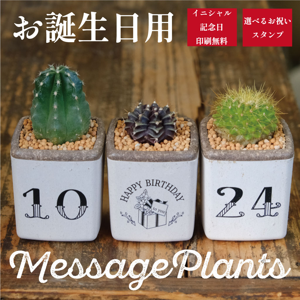 サボテン 3つセット 【公式通販】