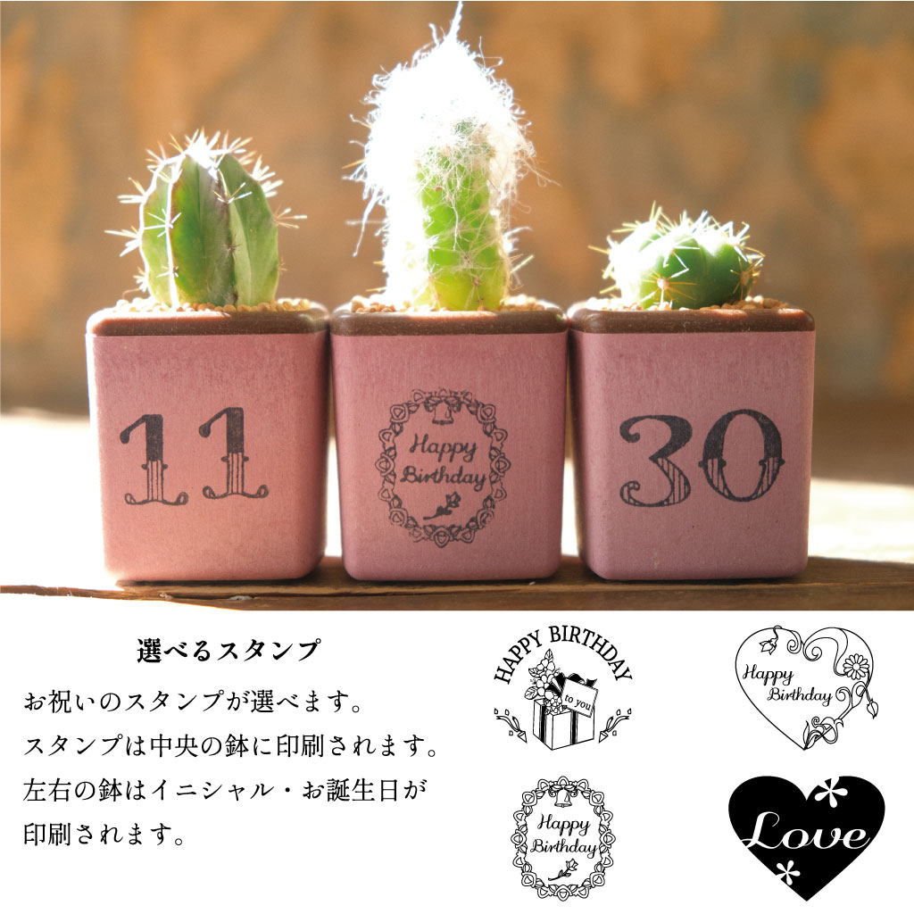 お誕生日に ミニキューブ サボテン3個セット : Green Factory - 通販