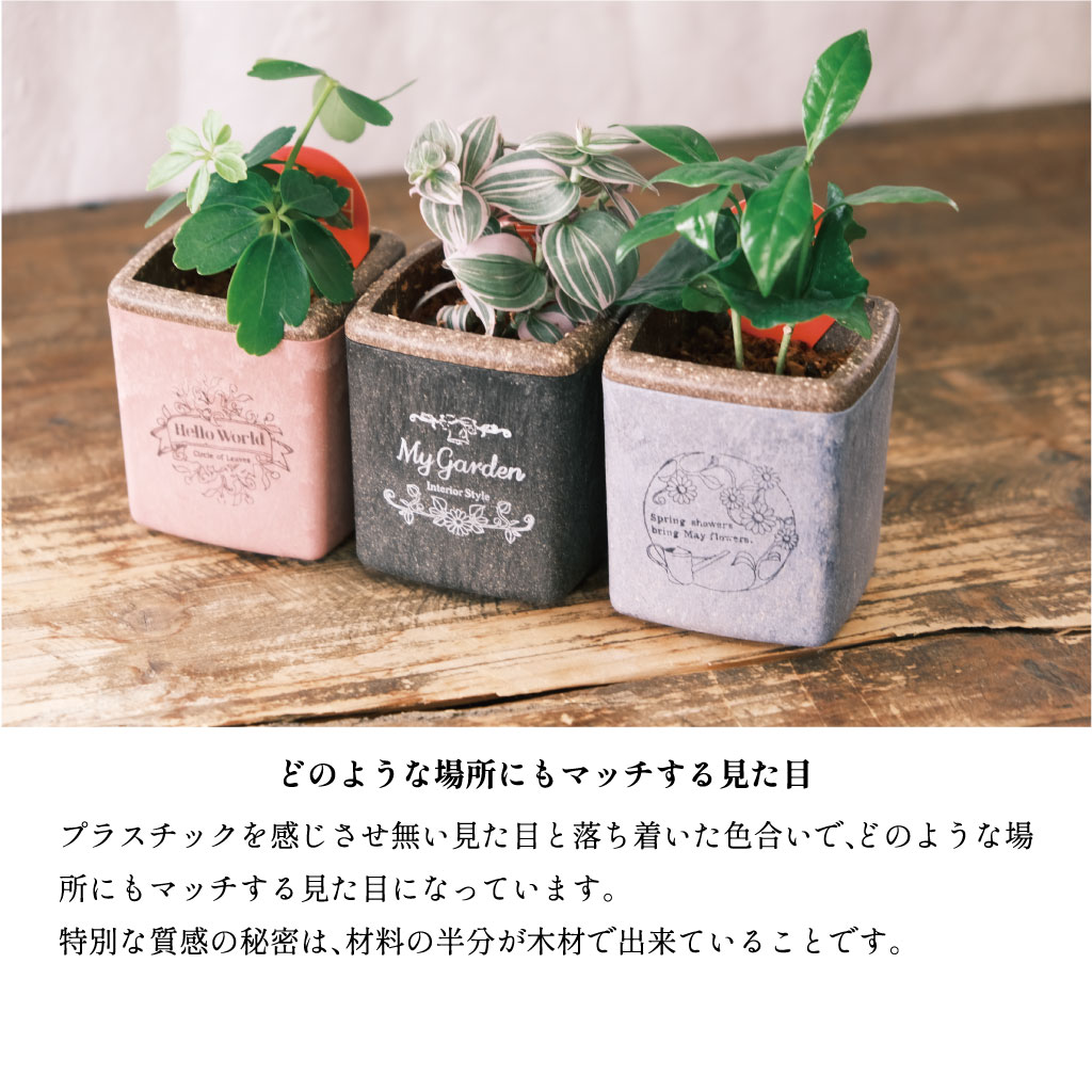 お誕生日に ミニキューブ サボテン3個セット : Green Factory - 通販