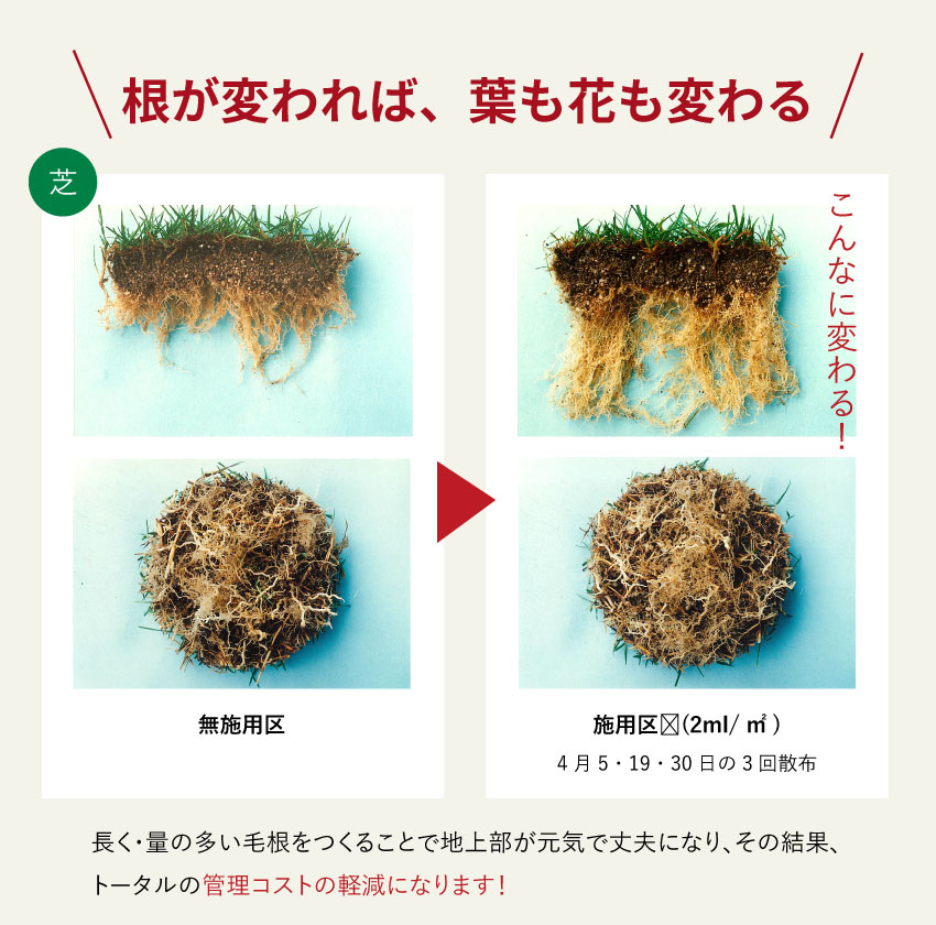 根が変われば、葉も花も変わる!長く・量の多い毛根をつくることで地上部が元気で丈夫になり、その結果、トータルの管理コストの軽減になります！