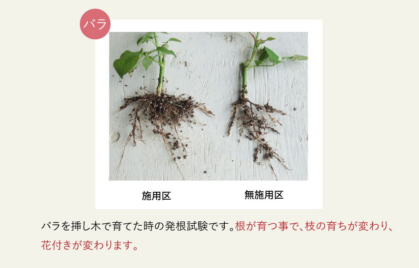 ばらを挿し木で育てた時の発根試験です。根が育つ事で、枝の育ちが変わり、花付きが変わります。