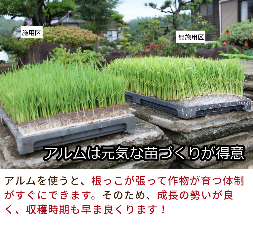 アルムは元気な苗づくりが得意