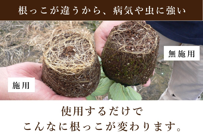 根っこが違うから、病気や虫に強い