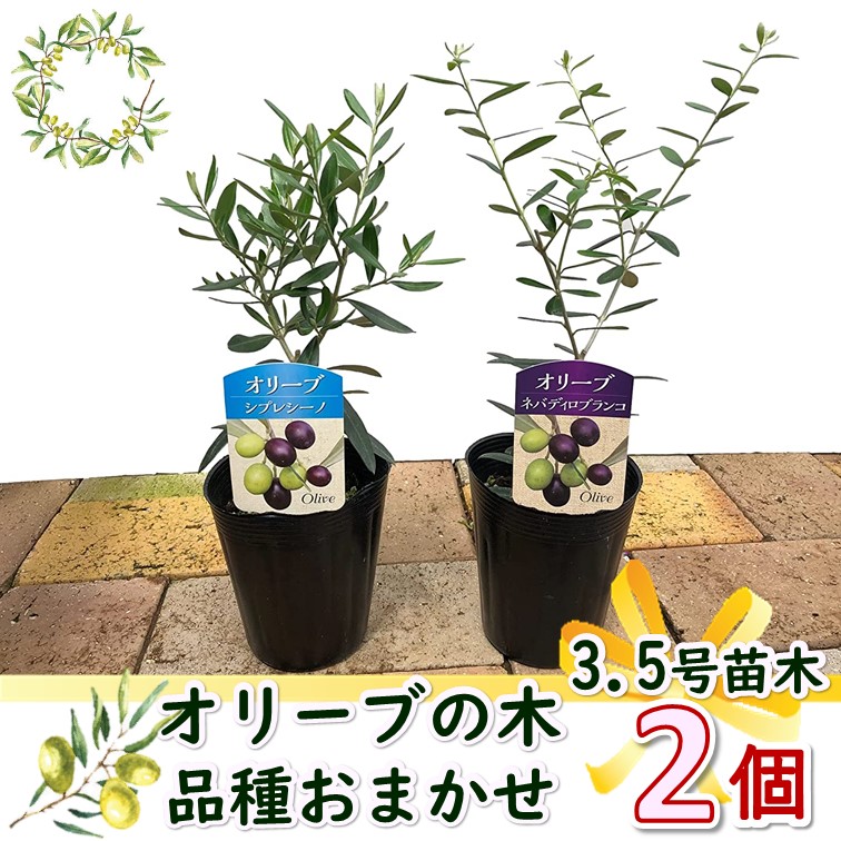 オリーブ 苗木 3.5号 品種 おまかせMIX 2個 オリーブの木 ※品種はお選び頂けません 寄せ植え 鉢植え 苗木 記念日 プレゼント 贈り物  ギフト : 3-5olive2 : GREENGLASS - 通販 - Yahoo!ショッピング